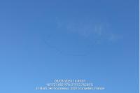 Grus grus