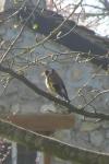 Carduelis carduelis