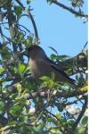 Coccothraustes coccothraustes