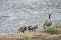 Branta canadensis