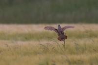 Perdix perdix