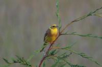 Emberiza citrinella