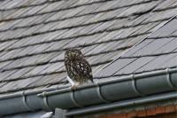 Athene noctua