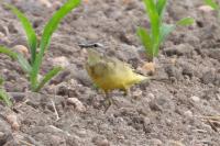 Motacilla flava