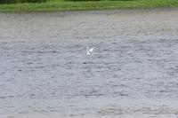 Sterna hirundo