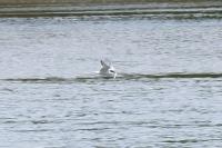 Sterna hirundo