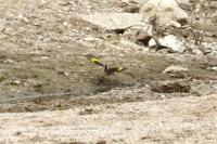 Carduelis carduelis