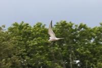 Sterna hirundo