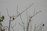 Emberiza citrinella