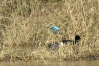 Alcedo atthis