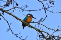Alcedo atthis