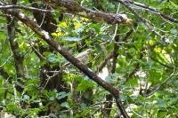 Anthus trivialis