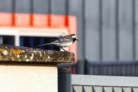 Motacilla alba