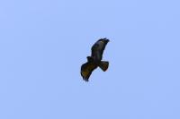 Buteo buteo