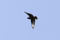 Buteo buteo