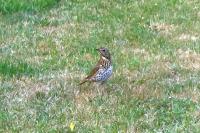 Turdus philomelos
