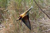 Merops apiaster