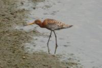 Limosa limosa