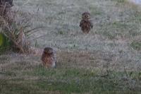 Athene noctua