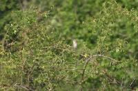 Lanius collurio