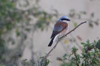 Lanius collurio