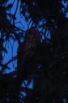Asio otus