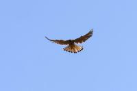 Falco tinnunculus