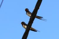 Hirundo rustica