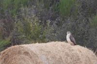 Buteo buteo