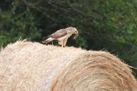 Buteo buteo
