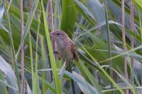 Acrocephalus arundinaceus