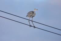Ardea cinerea