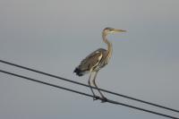 Ardea cinerea