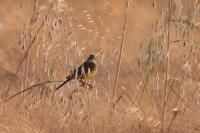 Motacilla flava