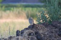 Athene noctua