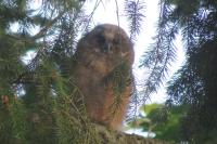 Asio otus