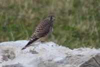 Falco tinnunculus