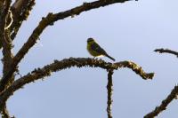 Cyanistes caeruleus