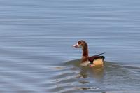 Alopochen aegyptiaca