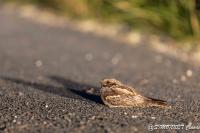 Caprimulgus europaeus