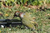 Picus viridis
