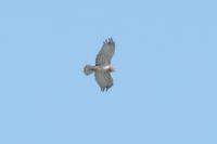 Circaetus gallicus