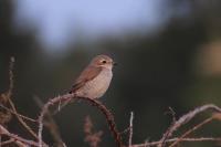 Lanius collurio