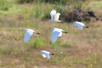 Bubulcus ibis
