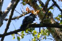 Dendrocopos medius