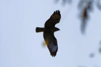 Buteo buteo