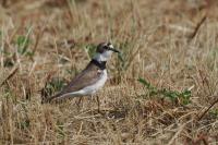 Charadrius dubius