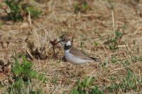 Charadrius dubius