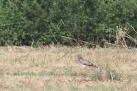 Circaetus gallicus