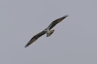 Pandion haliaetus